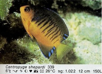 Centropyge shepardi